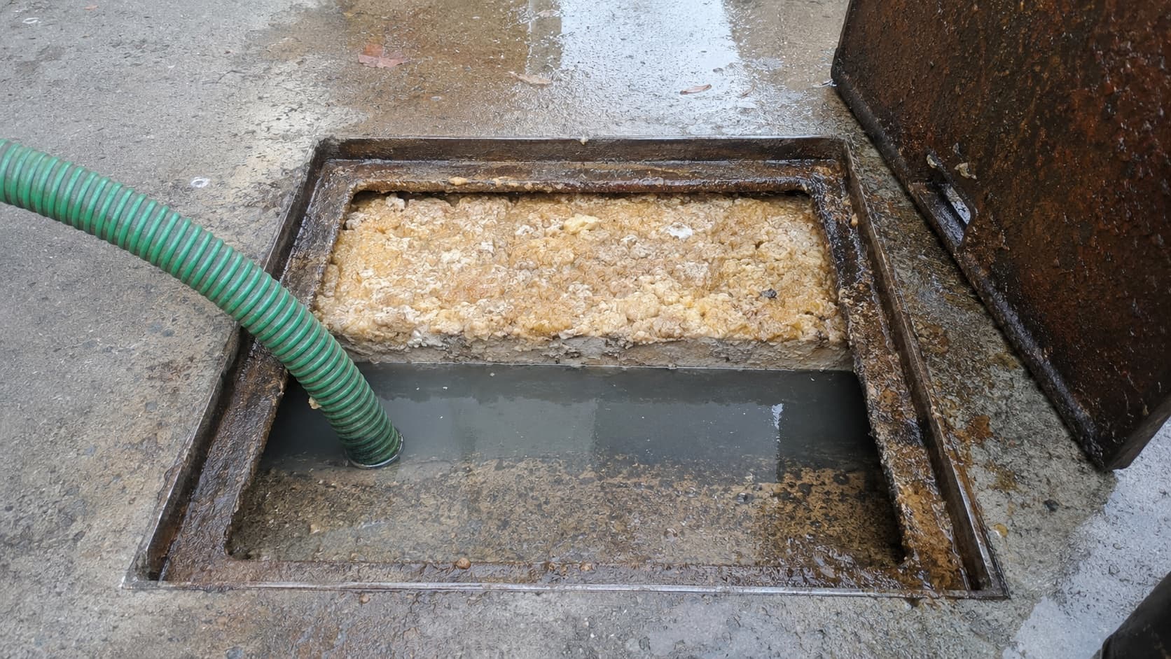 An open in-ground grease trap with a thick yellow crust of fats, oils, and grease floating on the water, with a suction hose lowered in to pump it out